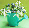 snowdrops in a watering can